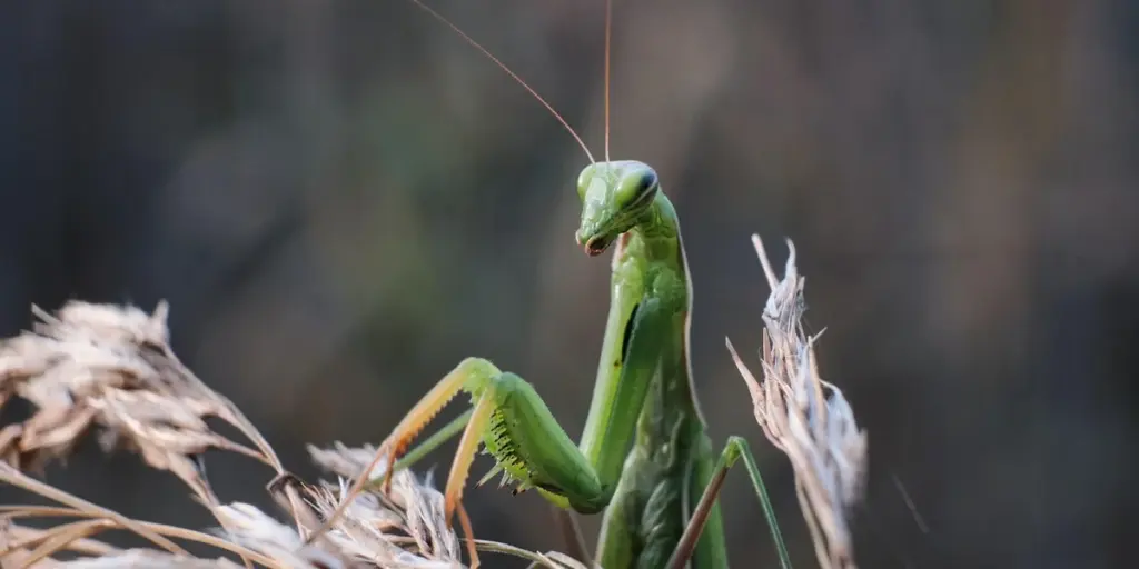 What Happens If a Mantis Gets Too Cold or Too Hot?