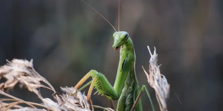 Close-up of a green praying mantis perched on a twig