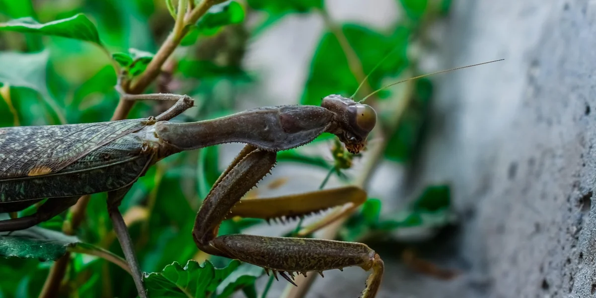 Close-up of a praying mantis perched on a twig, showing its spiny forelegs and textured body.