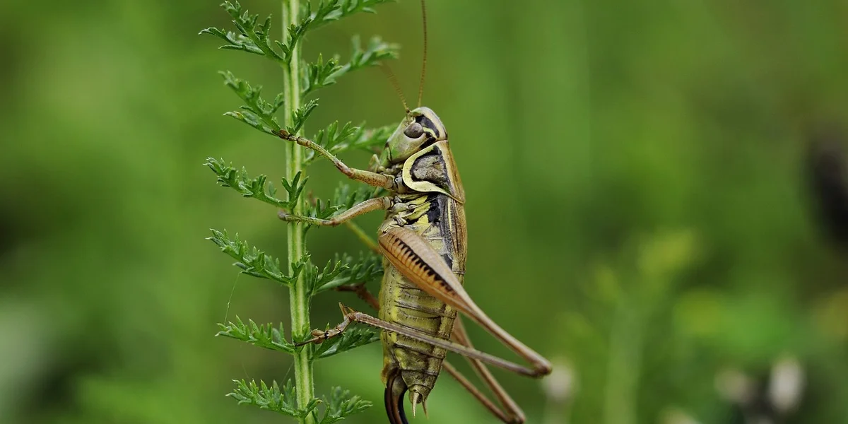Praying mantis perched on a green plant stem in a lush garden