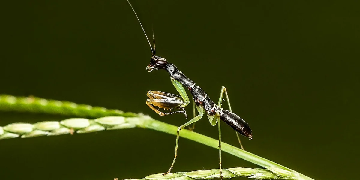 A close-up view of a praying mantis perched on a green plant stem, with long antennae and spindly legs.