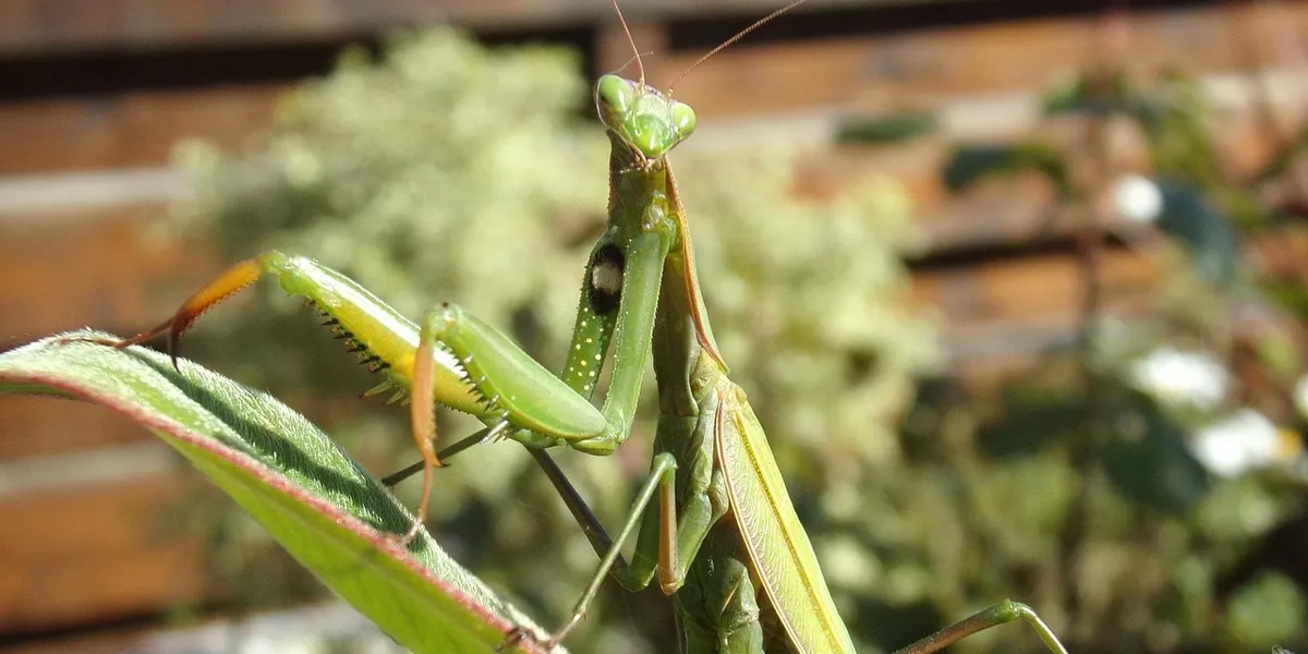 A green praying mantis perched on a plant, illustrating the topic of extended fasting and its effects on mantis health.