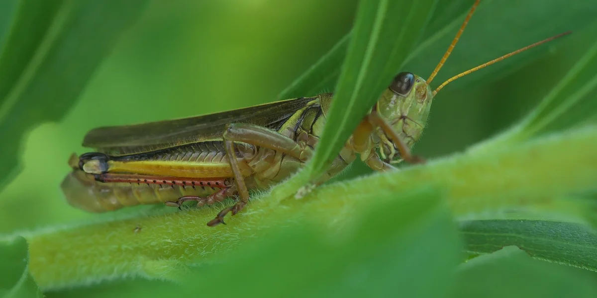 Close-up of a green praying mantis perched on leafy foliage, illustrating diet and hydration considerations for a healthy pet mantis.