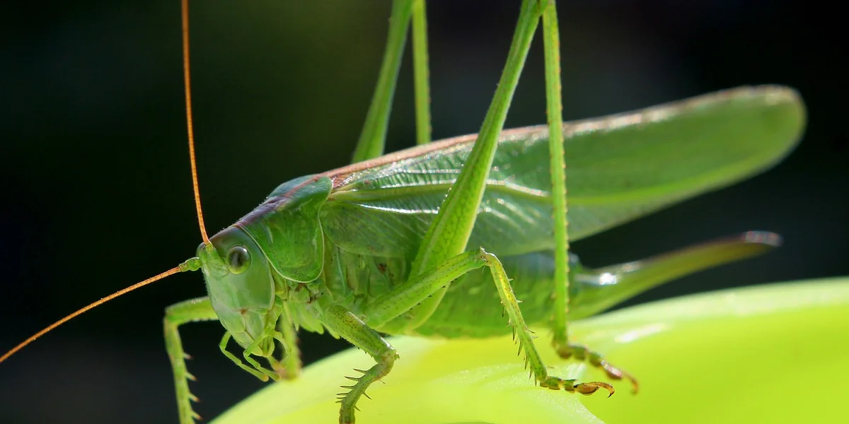 Close-up of a bright green praying mantis perched on a slender stem, facing left with long orange antennae.
