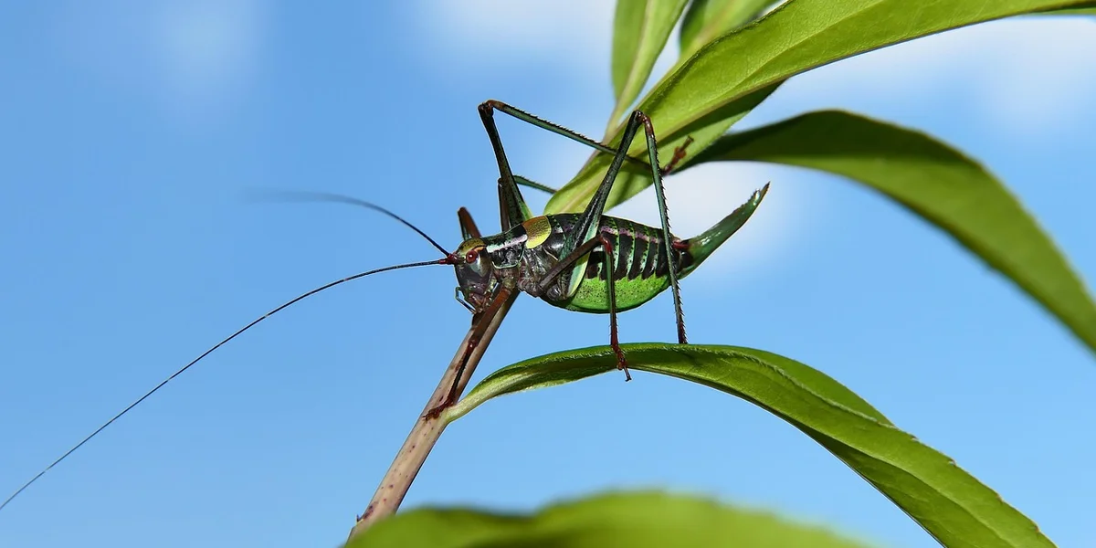 A praying mantis perched on a green leaf against a clear blue sky.