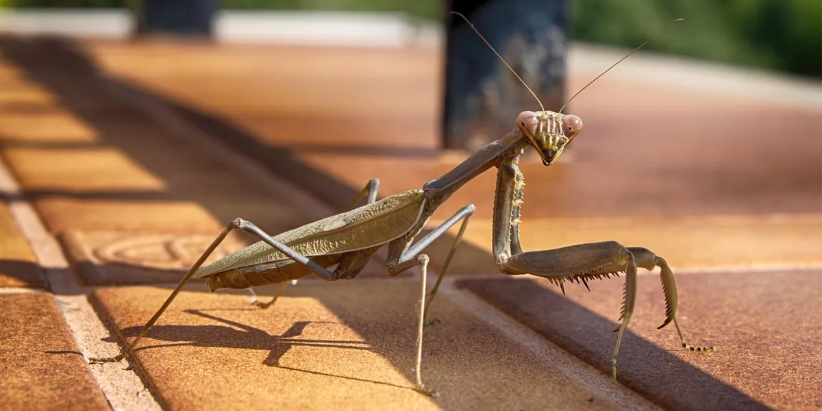 Two praying mantises on a sunlit wooden surface, facing each other with raised forelegs.