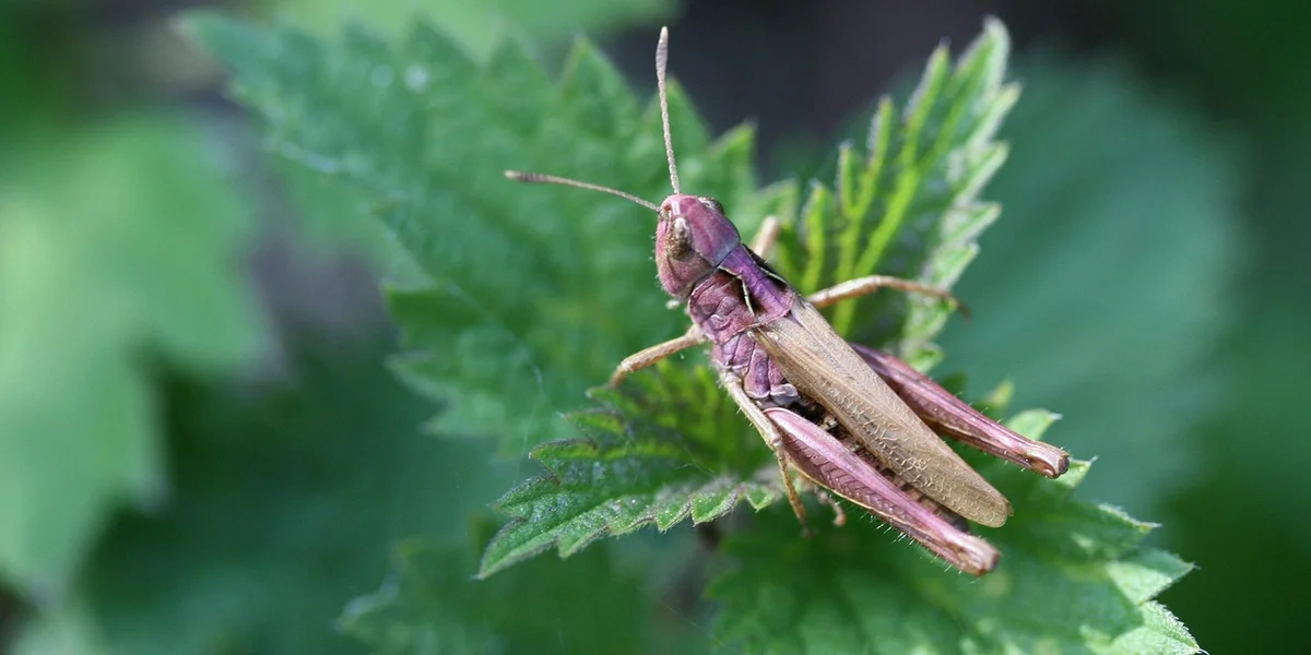 Close-up of a praying mantis perched on a serrated green leaf