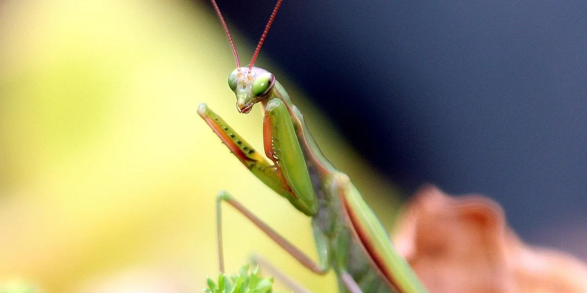 Close-up of a green praying mantis with folded forelegs and long antennae.