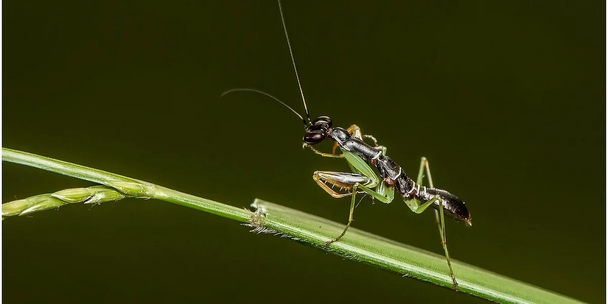A praying mantis perched on a green stem against a blurred green background, illustrating a natural predator in the garden.
