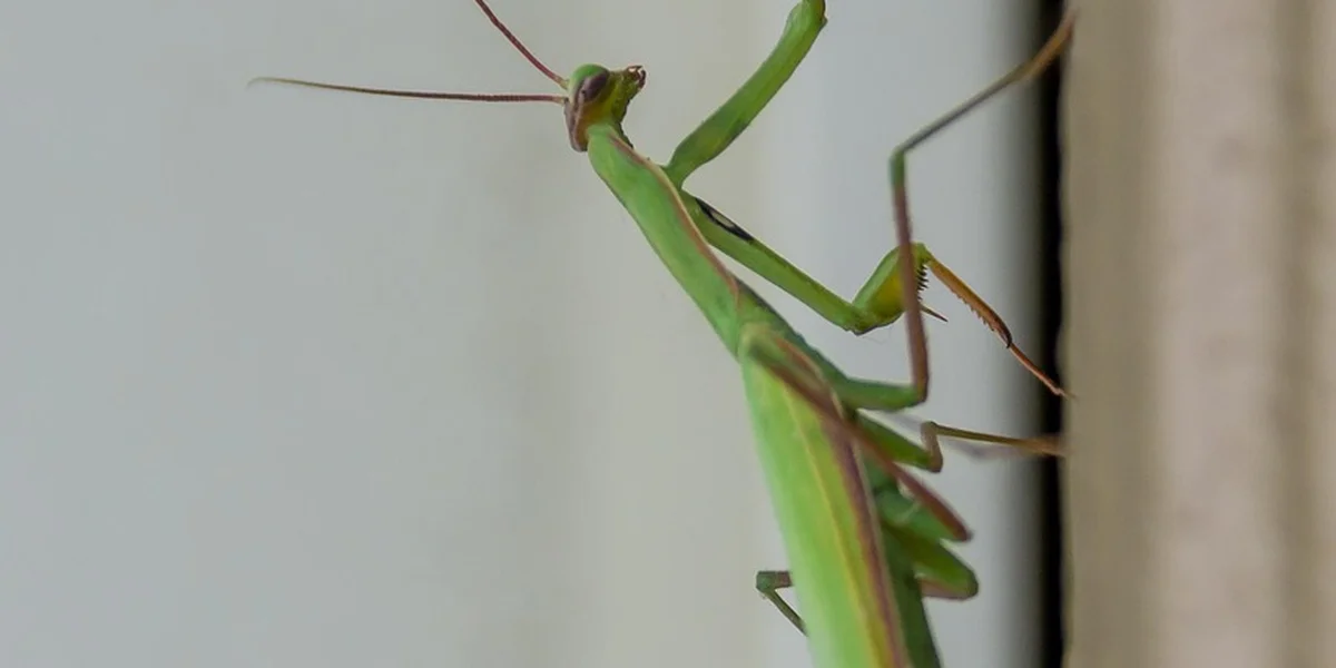 Close-up of a green praying mantis perched on a pale surface, with long antennae and folded forelegs.