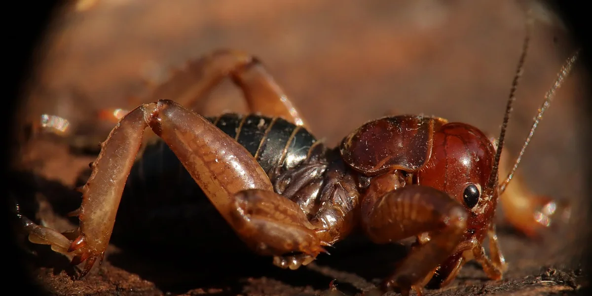 Close-up of a brown praying mantis with prominent forelegs