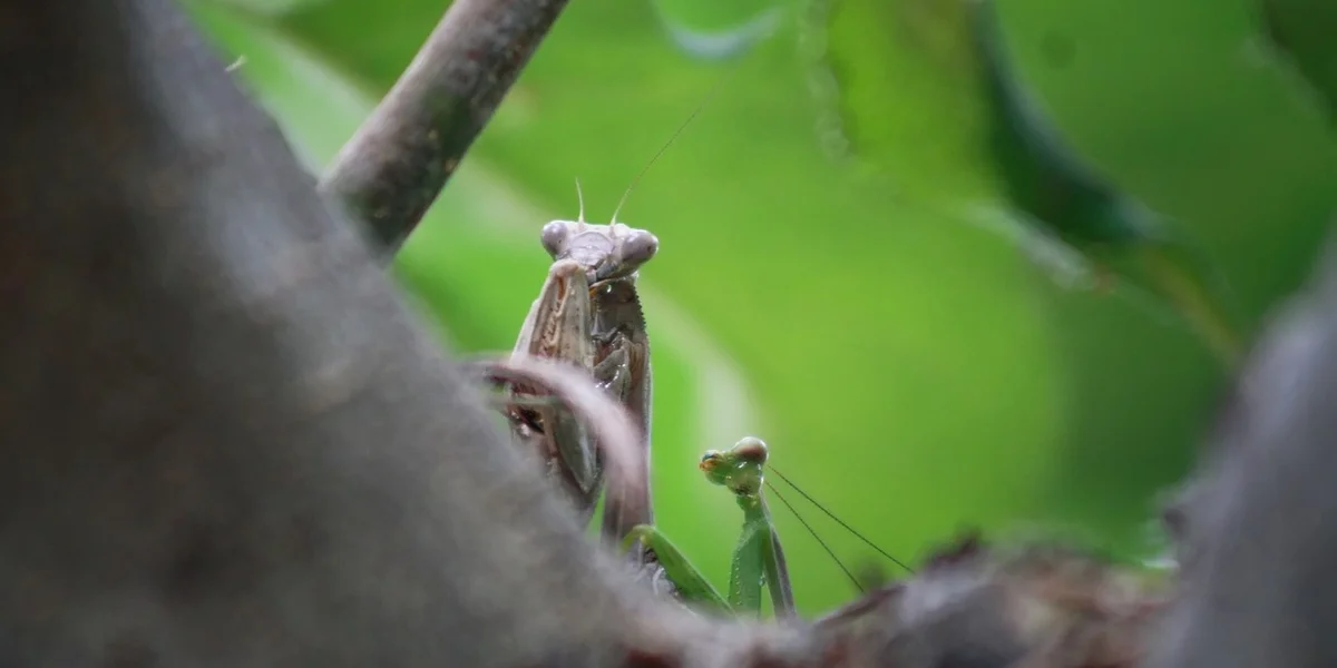 Brown praying mantis in the foreground on a branch, with a small green mantis in the background among blurred green foliage.