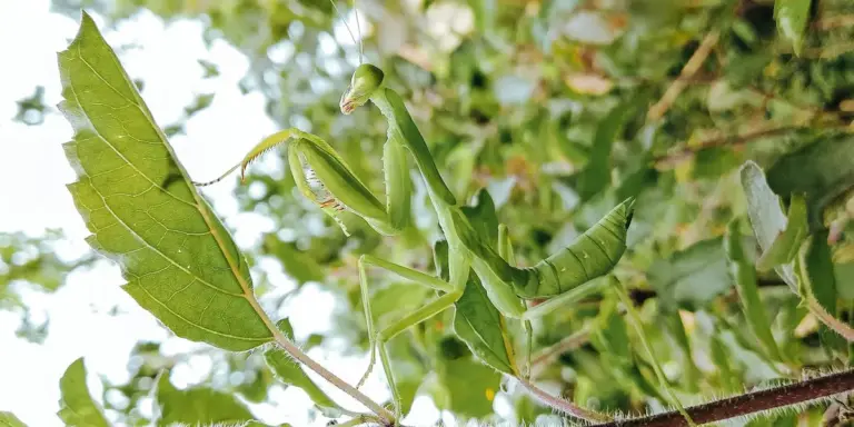 Green praying mantis perched on leafy branches