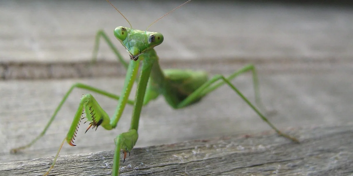 Close-up of a green praying mantis on a wooden surface, facing the camera with its forelegs raised.