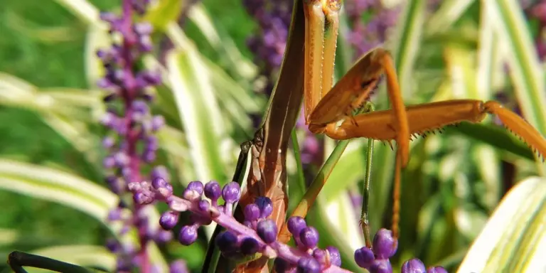 Praying mantis hanging upside down on purple flowers in a garden.