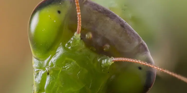 Close-up of a praying mantis head with a bright green eye and long antennae