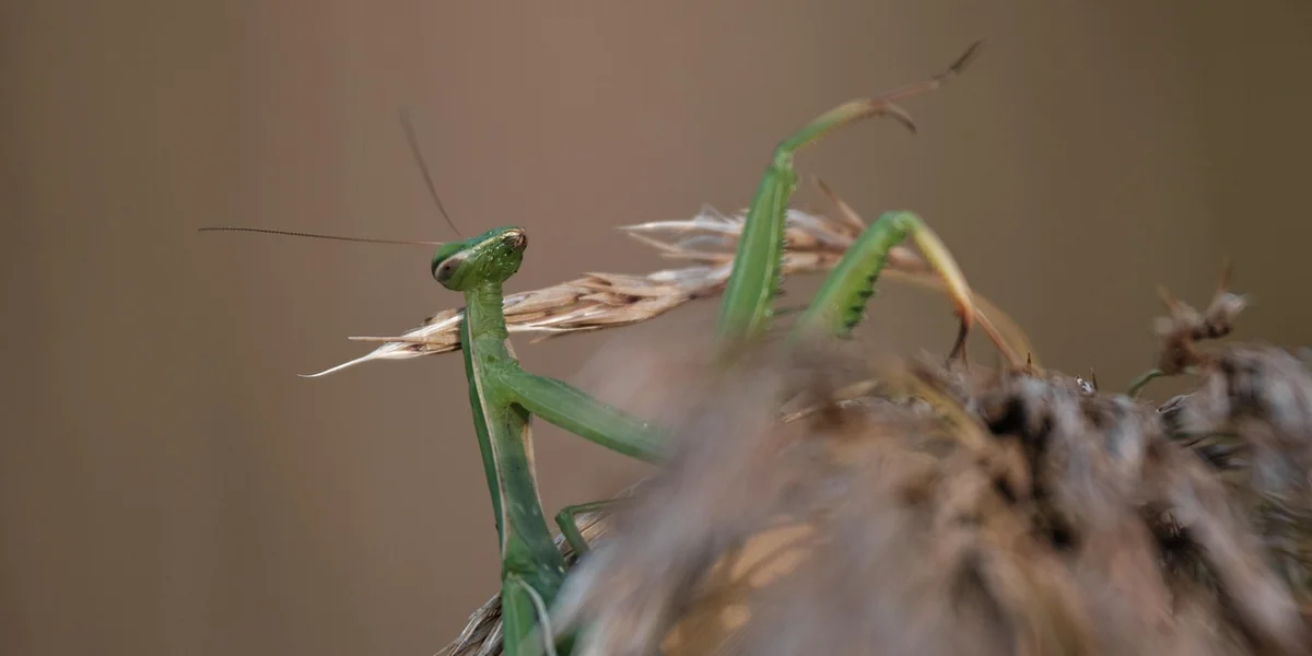 Close-up of a green praying mantis perched on dried plant material.