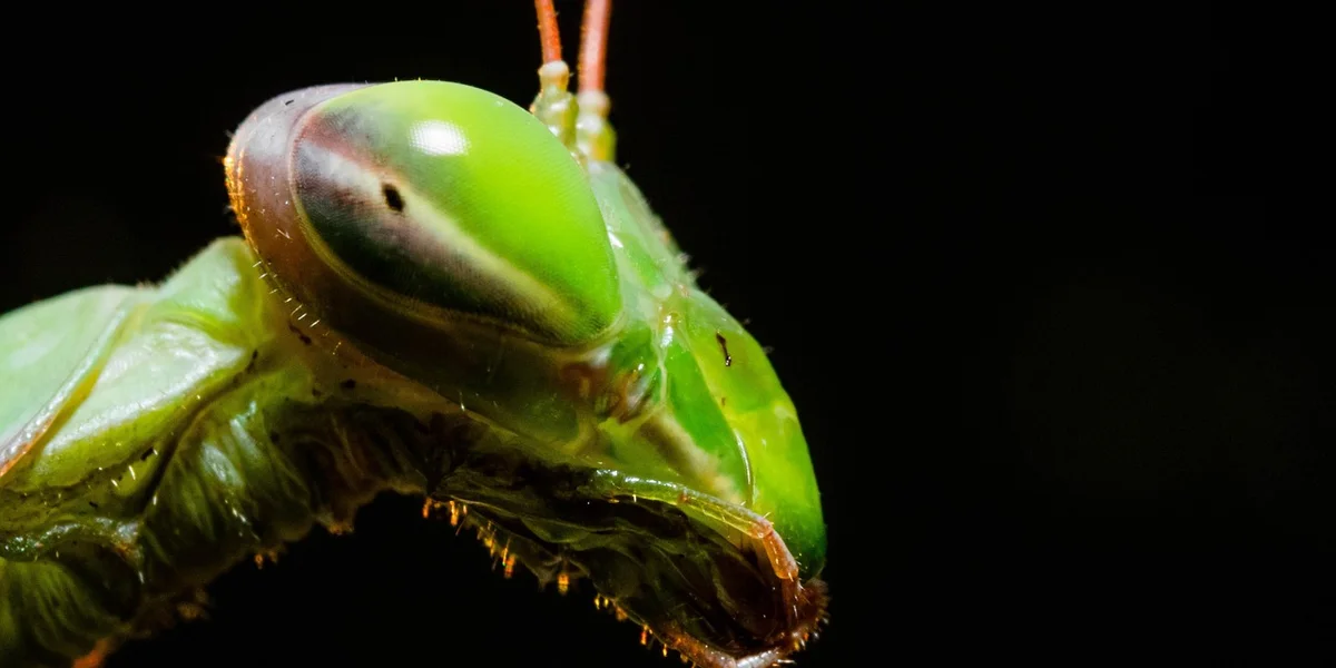 Close-up of a vivid green praying mantis head with a large eye, set against a dark background.