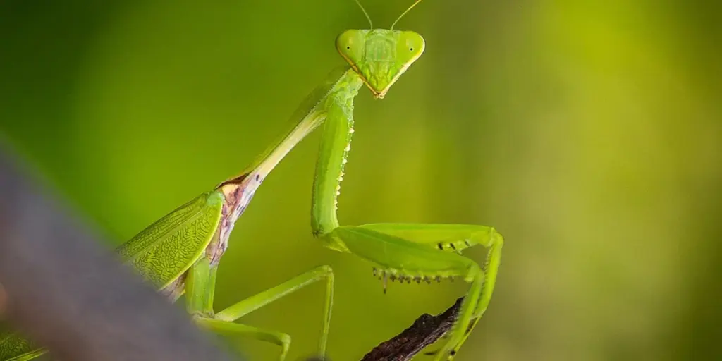 Keeping a Mantis Journal: What to Track for Optimal Health
