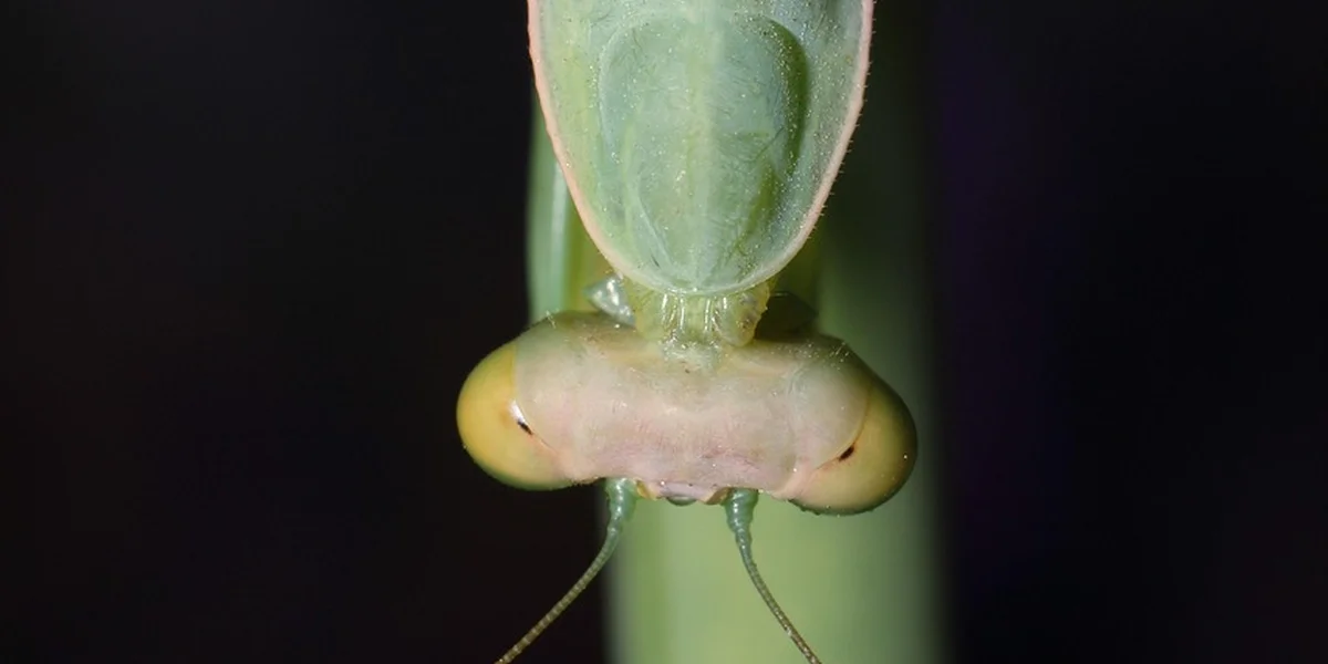 Close-up of a praying mantis clinging to a green stem, focusing on its head and front legs.