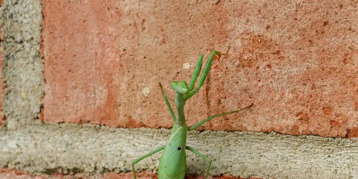 Green praying mantis perched on a brick wall