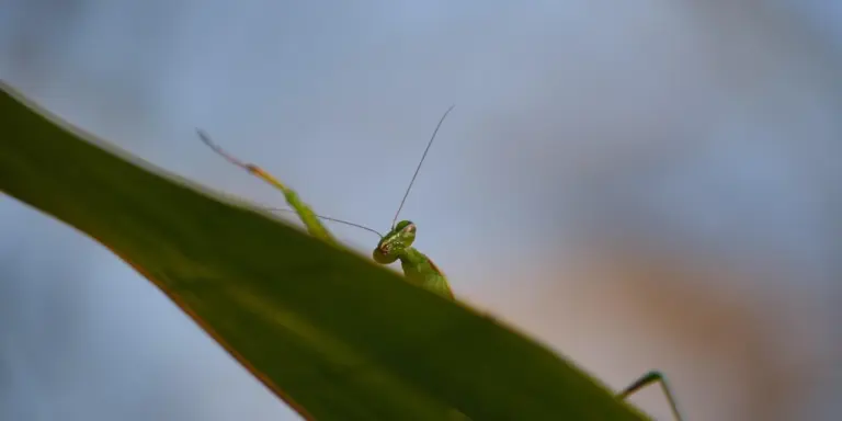 Close-up of a green praying mantis perched on a leaf with a blurred blue background.