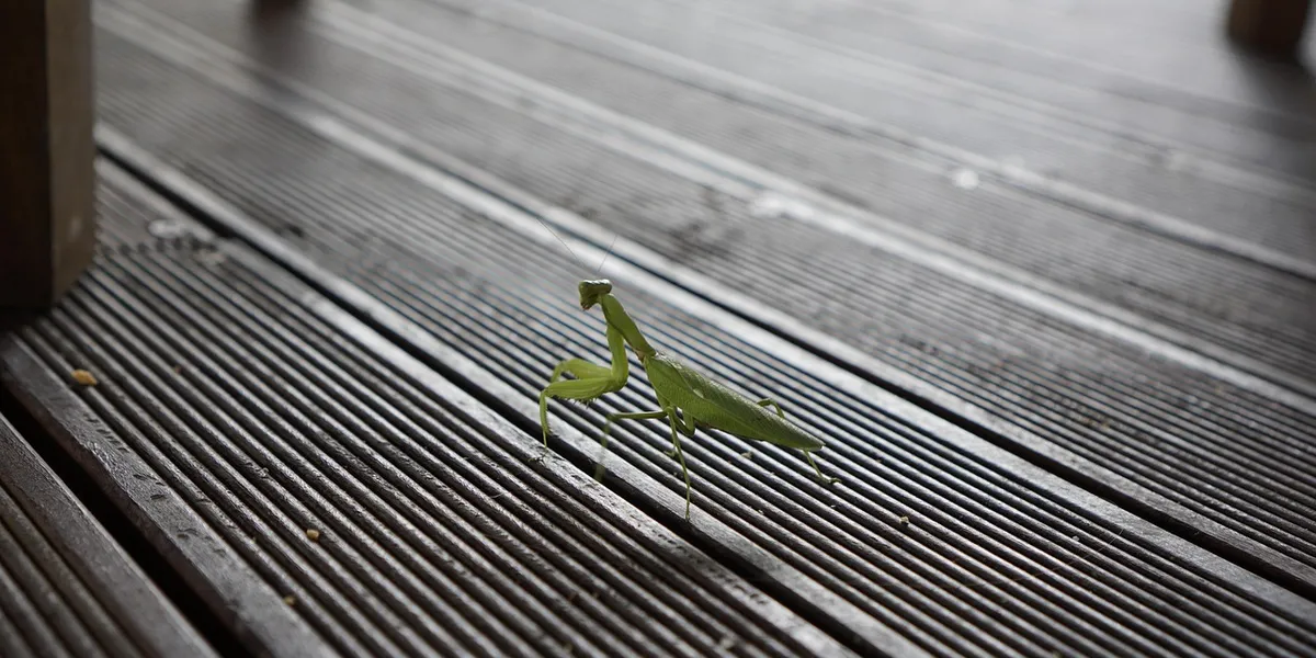 Green praying mantis perched on a textured wooden deck with parallel grooves.
