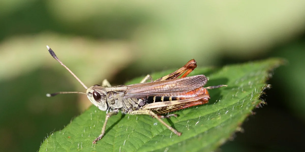 A praying mantis perched on a green leaf, facing forward.