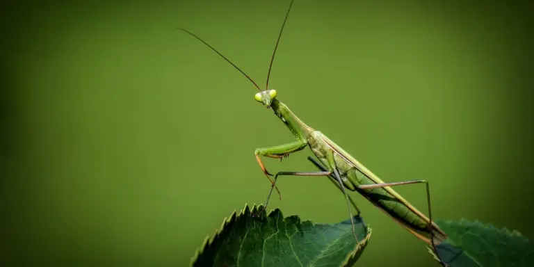 Close-up of a green praying mantis perched on a leaf with a blurred green background.