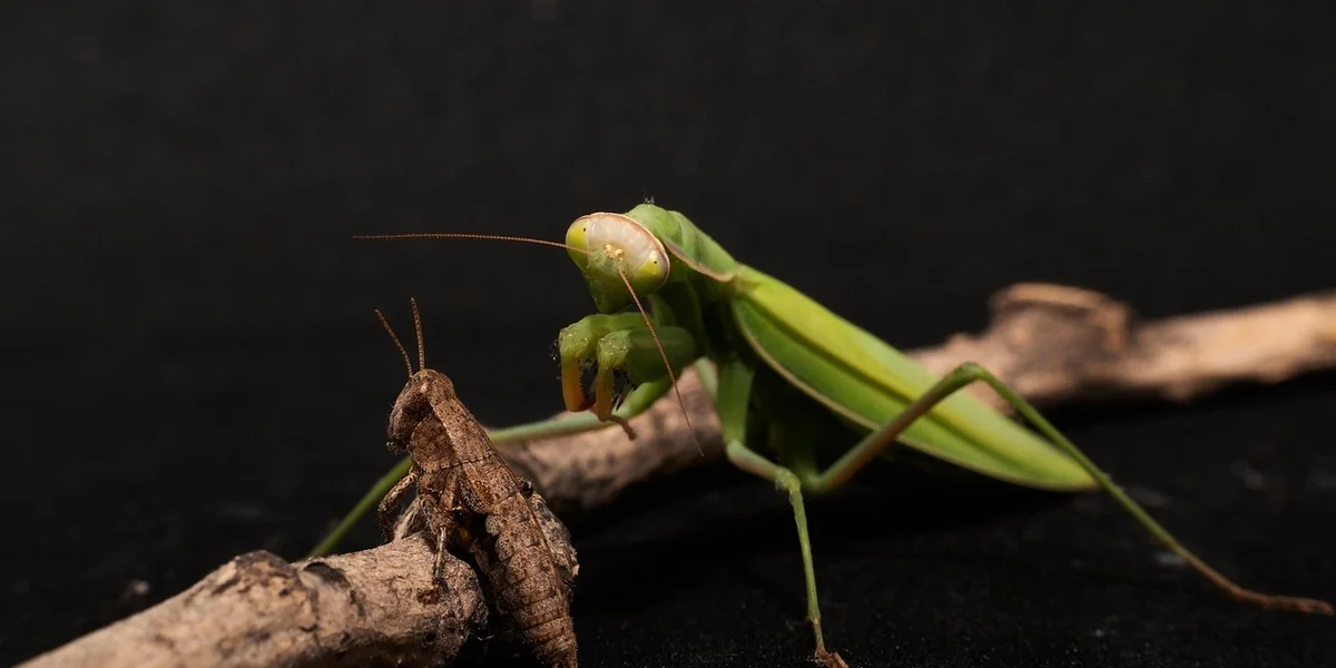 Two praying mantises on a twig, one green and one brown.