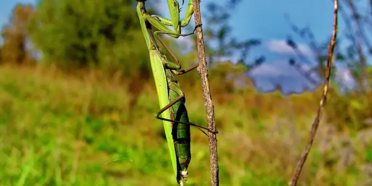 A green praying mantis perched on a twig, ready to molt in an outdoor setting.