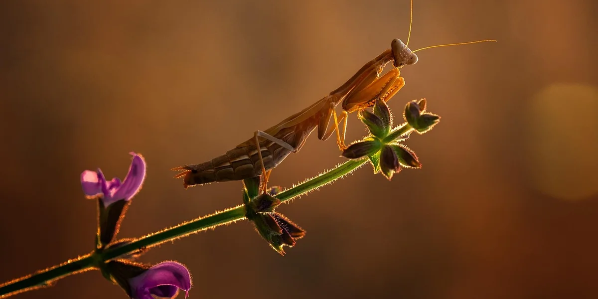 Praying mantis perched on a plant stem with purple flowers, illuminated by warm backlight.