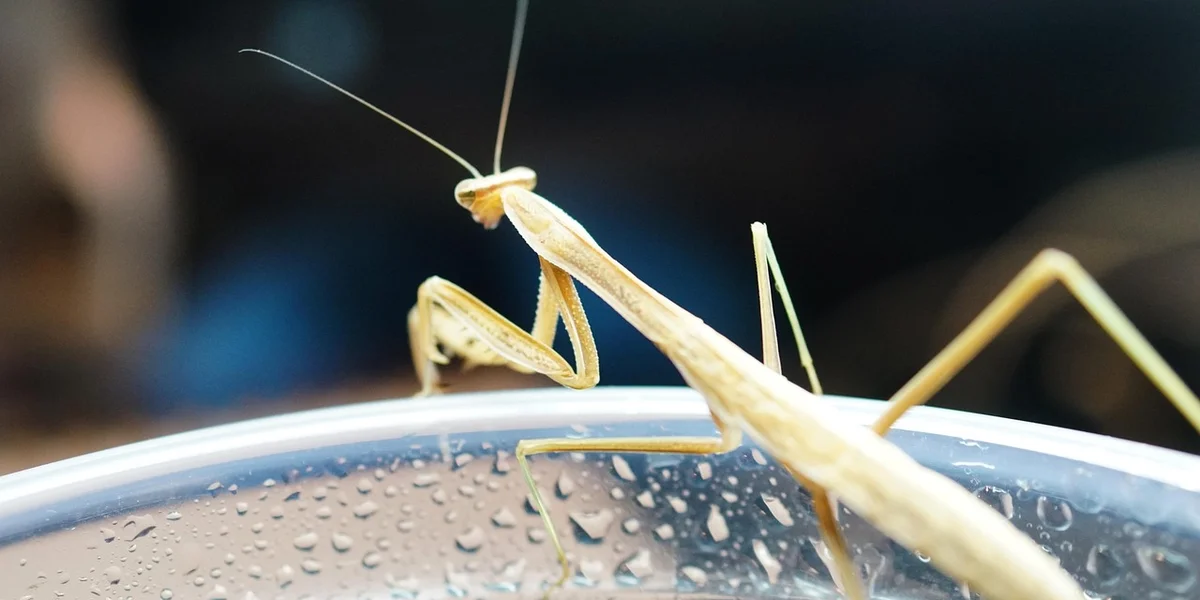 Close-up of a pale tan praying mantis perched on the rim of a container with water droplets on the glass