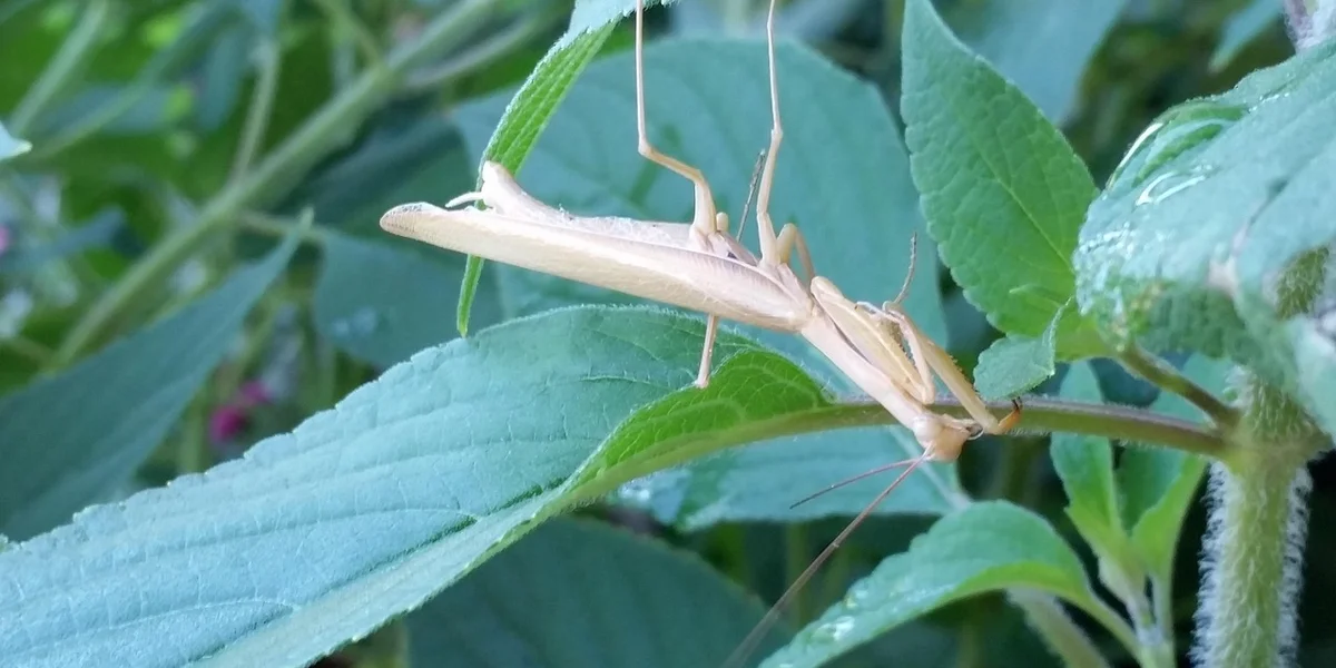 A pale praying mantis clings to a thin stem among green leaves, suggesting it may be molting.