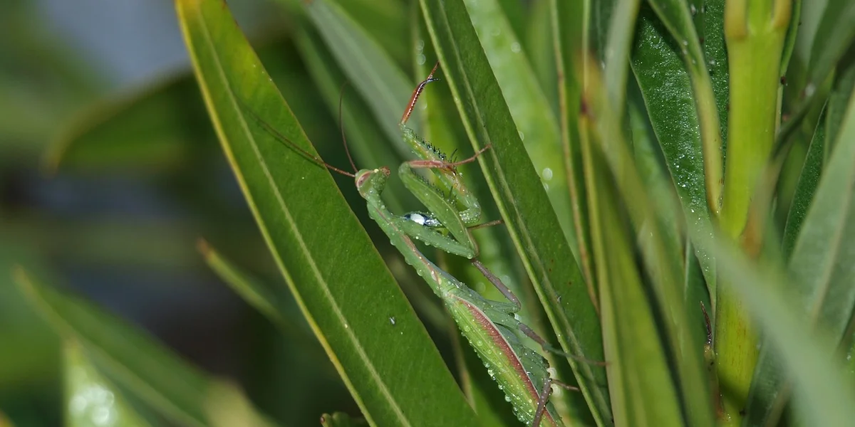 A praying mantis perched on bright green leaves, with wings developing after a molt.