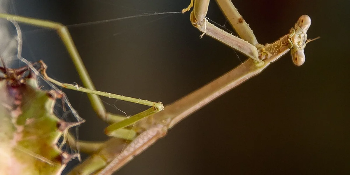 Praying mantis perched on a thin twig among green stems with a web visible in the background.