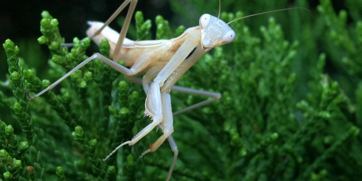 A pale praying mantis perched on bright green vegetation.