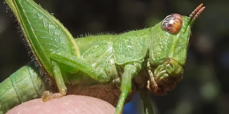 Close-up of a bright green praying mantis nymph perched on a finger