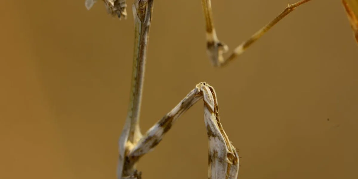 Close-up of a mantis nymph clinging to a twig against a warm brown background.