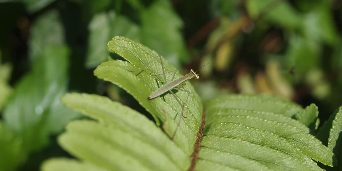Small praying mantis nymph perched on a green leaf, showing a slender body and folded forelegs.