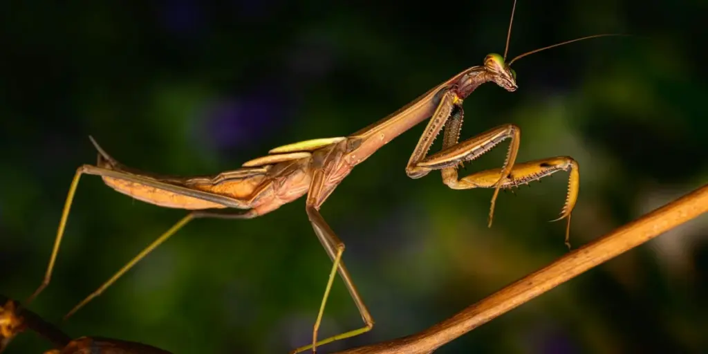 Nutritional Supplements for Mantises: Are They Necessary?