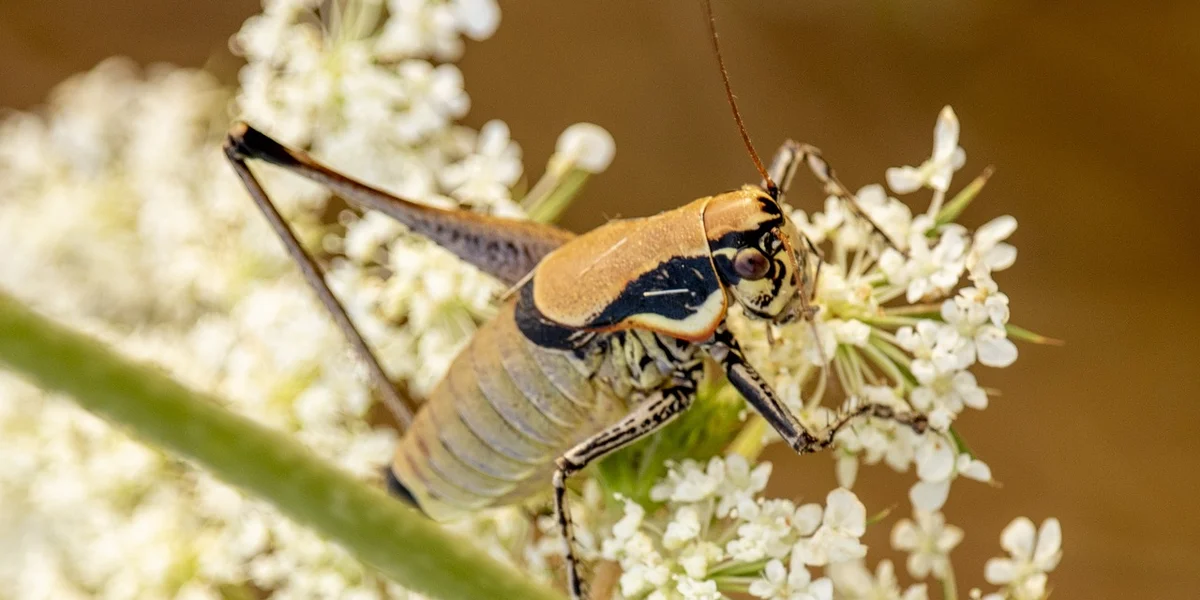 Brown praying mantis perched on a cluster of white flowers.