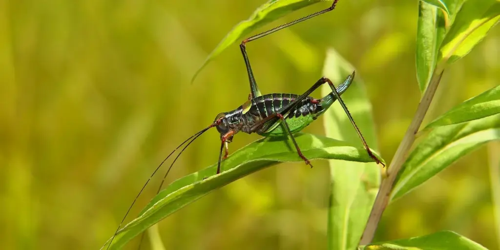 Crickets vs. Dubia Roaches: Which Feeder Insect is More Nutritious?