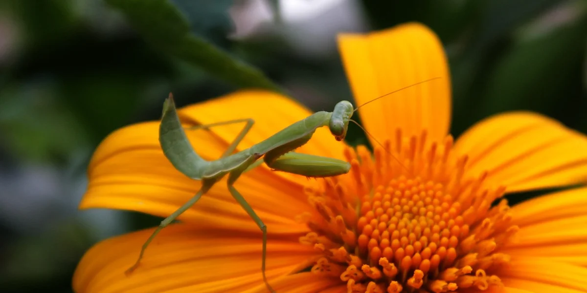 Green praying mantis perched on a bright orange flower