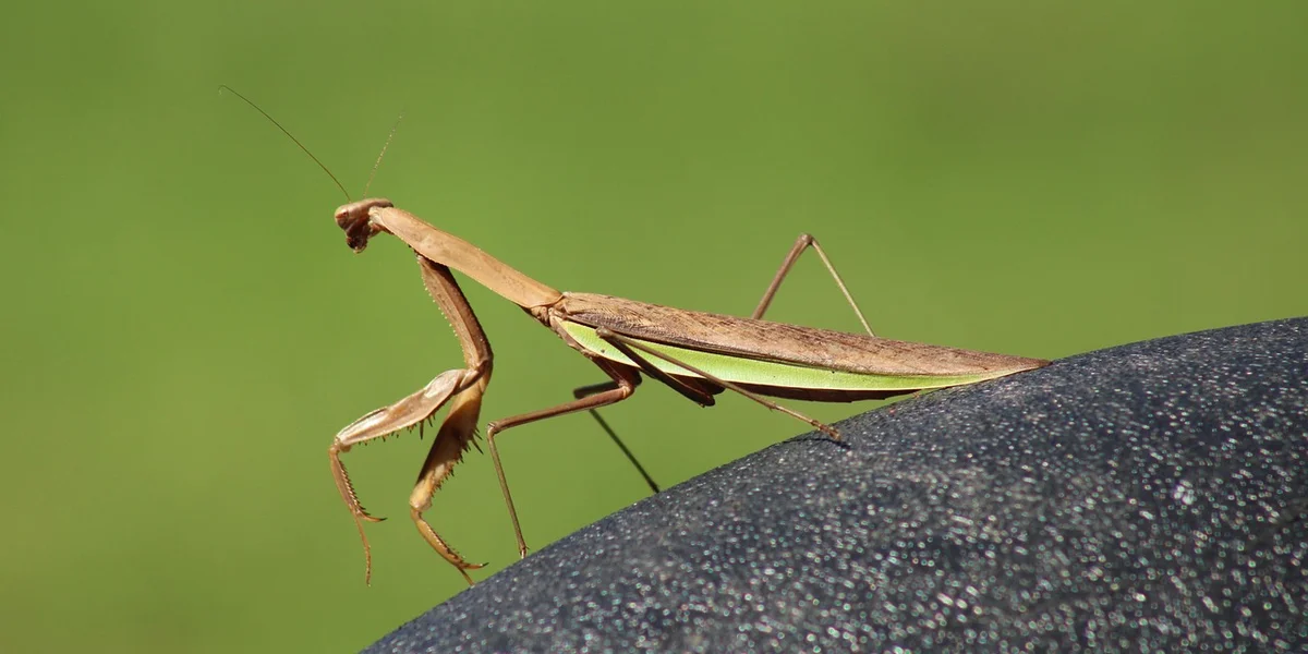 Brown praying mantis perched on a dark rock with a soft green background, displaying its long legs and folded forelegs.