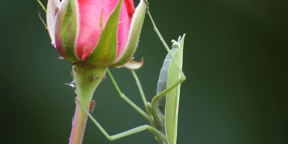 Green praying mantis perched on a pink rose bud