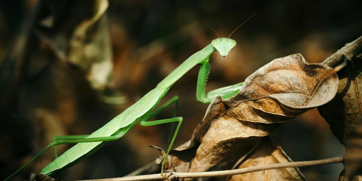 Green praying mantis perched on a dried brown leaf in a natural setting
