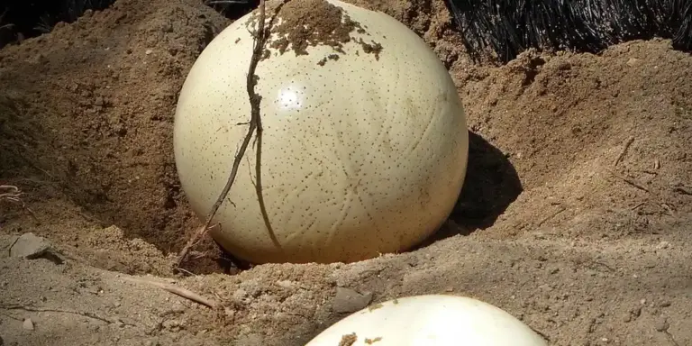 Two beige mantis egg cases (oothecae) in sandy soil, with a twig lying across one.