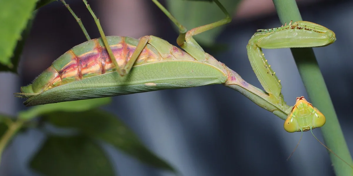 Green praying mantis perched on a plant stem, illustrating pressure-aware care.