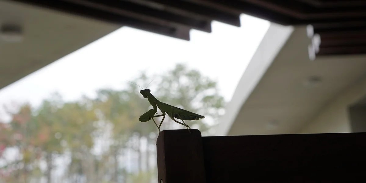 Praying mantis perched on a railing under a building overhang, with blurred trees in the background.